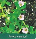 Bacopa