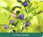 Bilberry