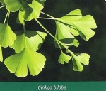 Ginkgo Biloba